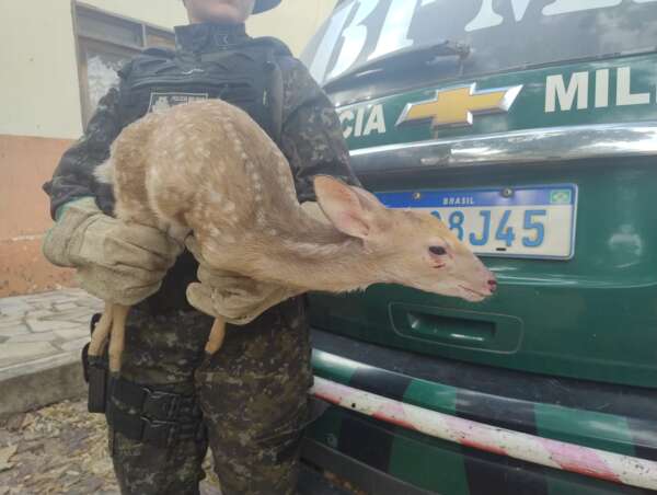 Polícia de Meio Ambiente apreende filhote de veado-catingueiro mantido em cativeiro em Lavras da Mangabeira