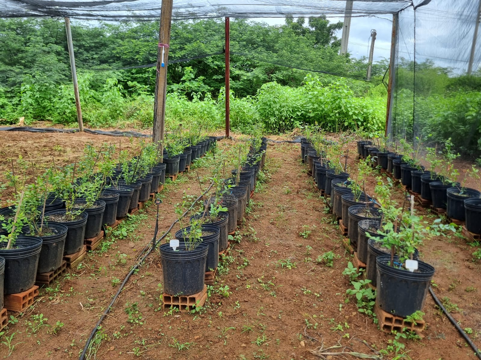 Ceará reúne vantagens competitivas para se destacar no cenário global da produção de Mirtilo