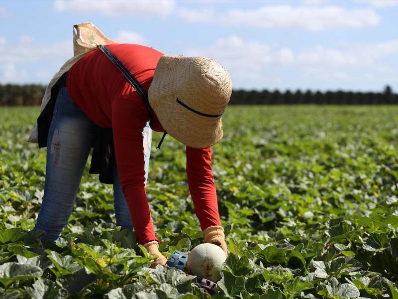 Safra 2025/2026: Porto do Pecém projeta embarque de 200 contêineres semanais de frutas para Europa