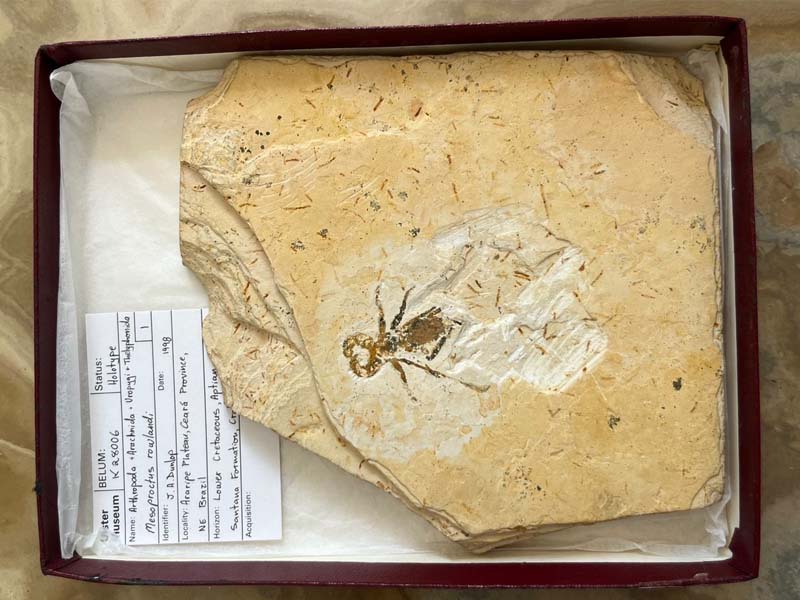 Vídeo: fóssil Brasileiro que estava no exterior ilegalmente, é devolvido ao museu de Paleontologia da URCA