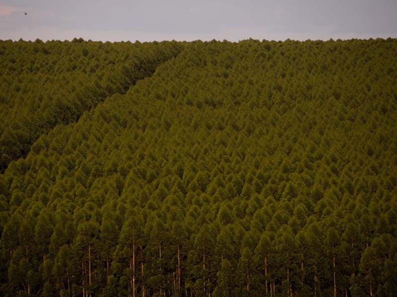 Produção florestal do país cresce 16,7% e chega a R$ 44,3 bi em 2024