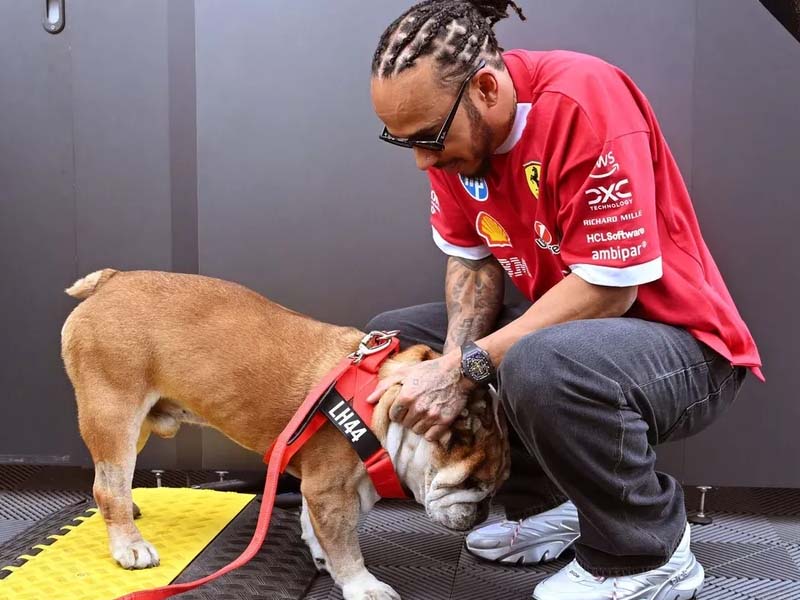 Conheça Roscoe, buldogue inseparável de Hamilton na F1 e sua luta pela saúde