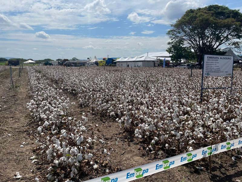 SDE e vinculadas promovem agronegócio cearense na Expo Cariri com foco em novas culturas