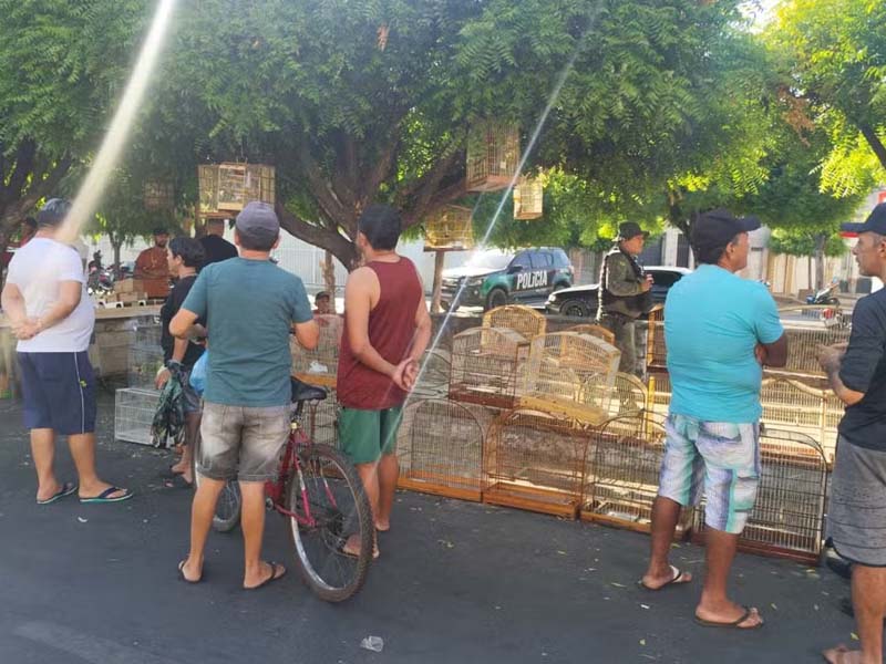 Polícia Ambiental resgata 14 aves silvestres em feira de Juazeiro do Norte