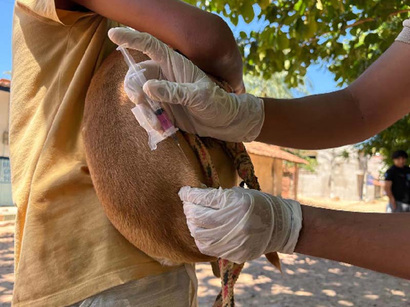 Prefeitura do Crato realiza vacinação antirrábica na zona rural no sábado, 18 de outubro