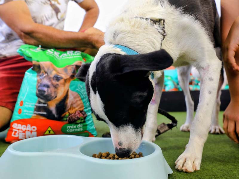 Governo do Ceará lança programa Ração do Bem para apoiar animais em vulnerabilidade