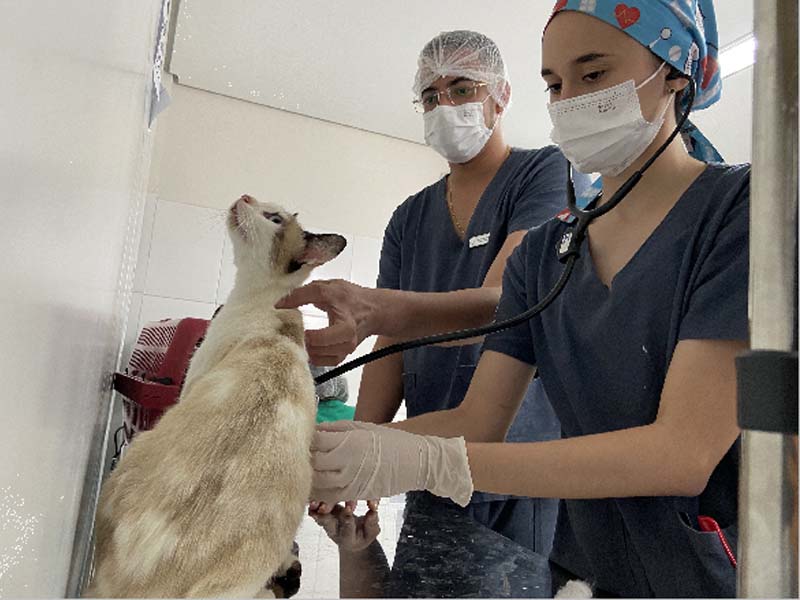 UPAA Lessa realiza Outubro Rosa Pet com foco na prevenção e tratamento de doenças em fêmeas no Crato