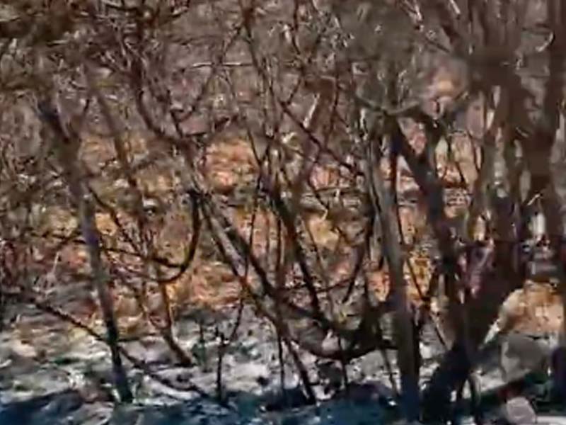 Vídeo: incêndio se espalha pela vegetação e atinge casa no bairro Novo Lameiro, em Crato