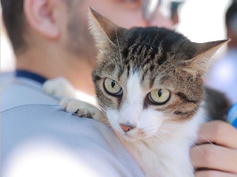 Mais de 17 mil animais são atendidos no Dia D de Vacinação Antirrábica, em Juazeiro do Norte