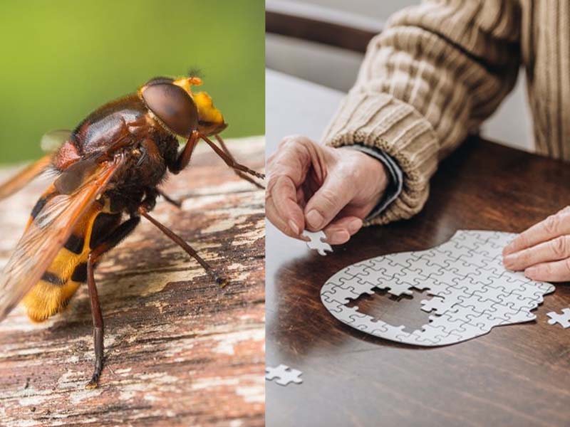 Pesquisa da UnB aponta que composto de veneno de marimbondo pode retardar avanço do Alzheimer