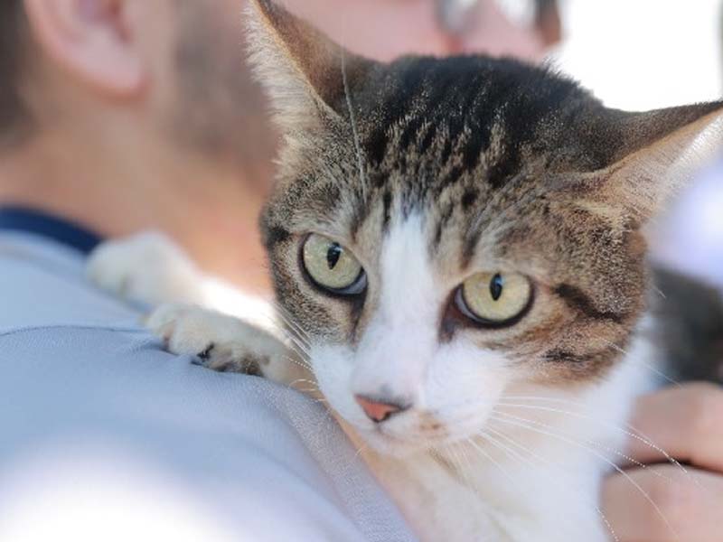 Em Juazeiro do Norte tutores de baixa renda poderão realizar cadastro de castração para cães e gatos