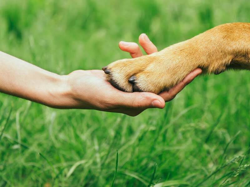 Palestra sobre Direito Animal será realizada em Juazeiro do Norte