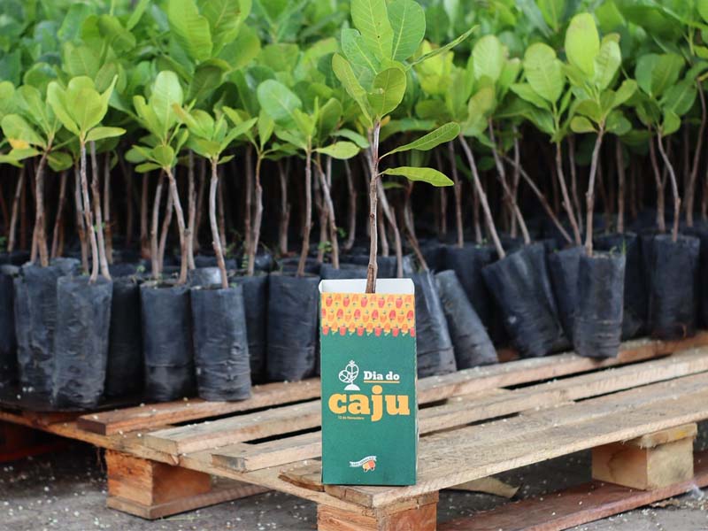 São Geraldo celebra o Dia do Caju com distribuição de mudas em Fortaleza e Juazeiro do Norte