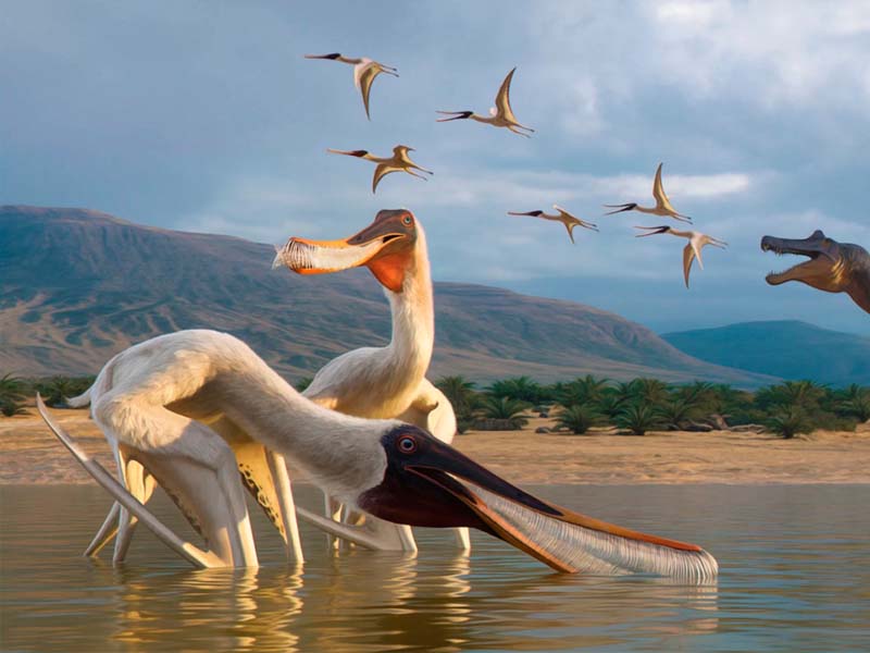 Nova espécie de pterossauro é descoberta em vômito fossilizado encontrado em Santana do Cariri