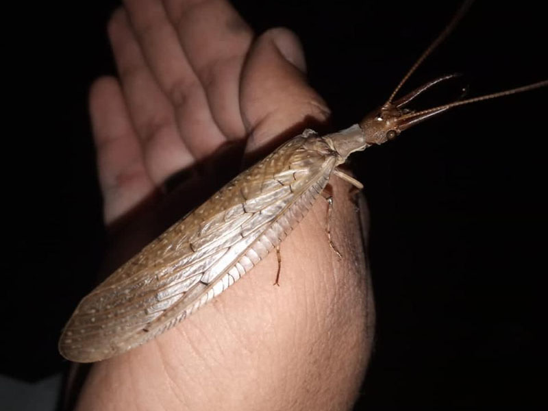 Redescoberta na Chapada do Araripe: espécie de inseto é registrada no CE após mais de 110 anos