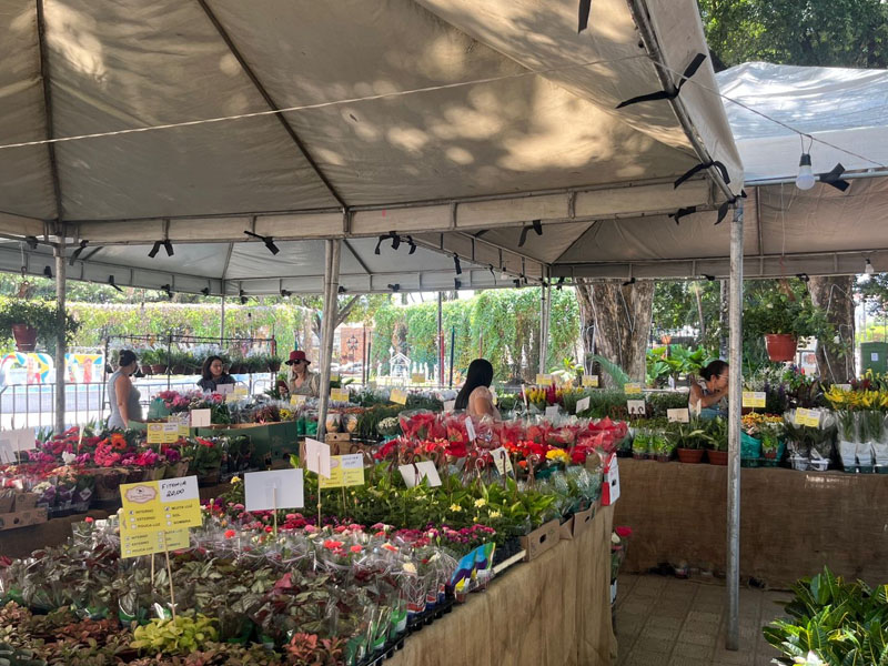 Vídeo: Festival das Flores de Holambra volta ao Crato com exposição de mais de 200 espécies de Praças da Sé