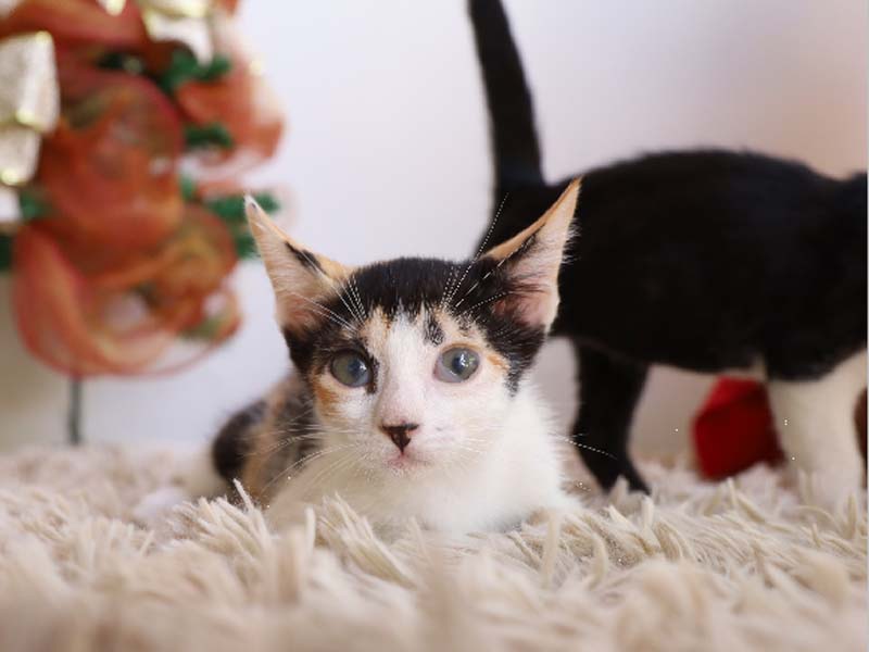 Unidade de Vigilância de Zoonoses de Juazeiro do Norte lança campanha natalina de adoção responsável