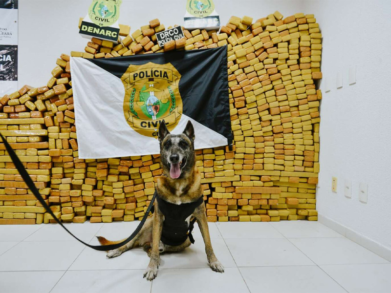 PCCE e PMCE apreendem 2,5 toneladas de maconha em ações distintas em Pindoretama