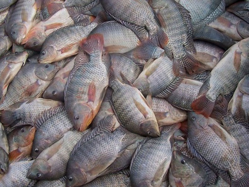 Governo suspende temporariamente lista que considerava tilápia espécie invasora