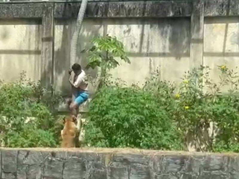 Jovem que invadiu a jaula de Leoa em João Pessoa tinha o sonho de se tornar “domador de leões”, de acordo com conselheira Tutelar