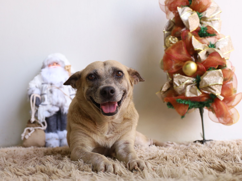 Juazeiro do Norte realizará feira para adoção responsável de animais