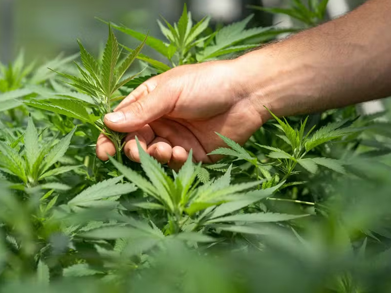 Anvisa discute nesta quarta regras para a produção de cannabis no país