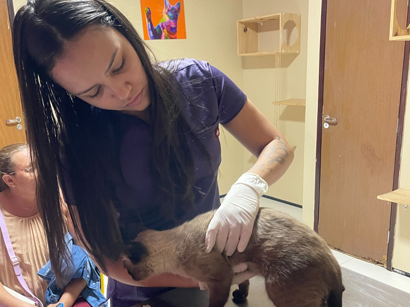 Prefeitura de Potengi fortalece políticas de cuidado animal com ação de castração no município