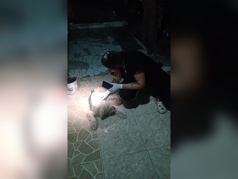 Vídeo: mulher é presa por suspeitas de abandono e maus-tratos a um cachorro, em Juazeiro do Norte