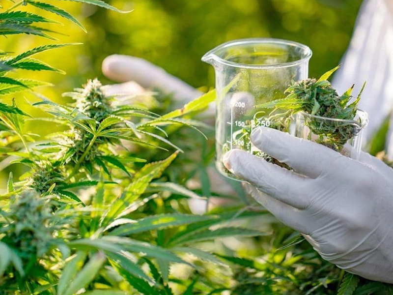 Anvisa aprova novas regras e amplia acesso à cannabis medicinal no Brasil