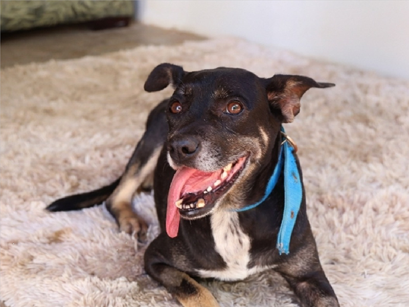 Juazeiro do Norte realiza blitz educativa sobre saúde animal e combate às zoonoses