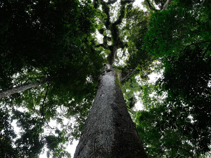 Lei do licenciamento ambiental entra em vigor com ações no STF