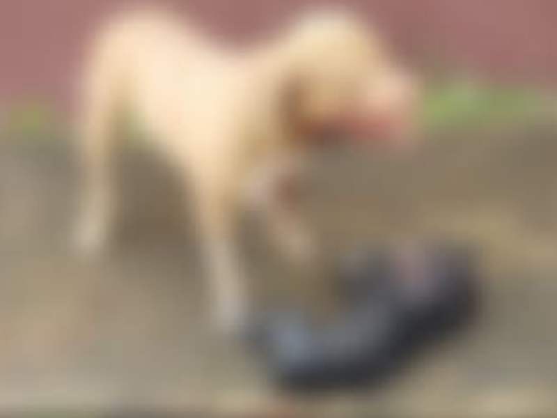 🔴AO VIVO: cão pitbull ataca e mata cachorro de menor porte no parque Granjeiro, em Crato; populares denunciam tutor e pedem maior segurança