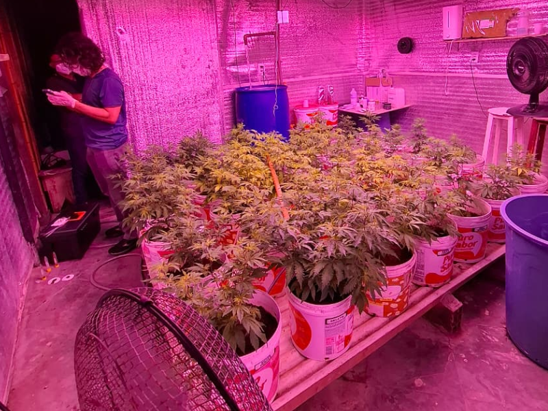 Polícia Civil deflagra operação e apreende 330 pés de cannabis em Caucaia