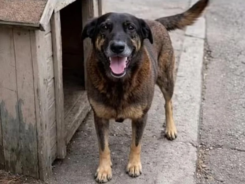 Caso Orelha: polícia pede internação de adolescente envolvido no crime
