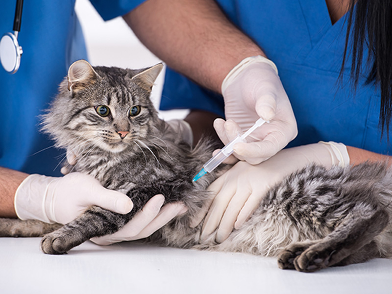 Prefeitura de Potengi realiza ação voltada à saúde e proteção animal