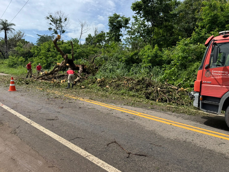 🔴AO VIVO: bombeiros retiram árvore que causou colisão de topique no sítio Romualdo, em Crato