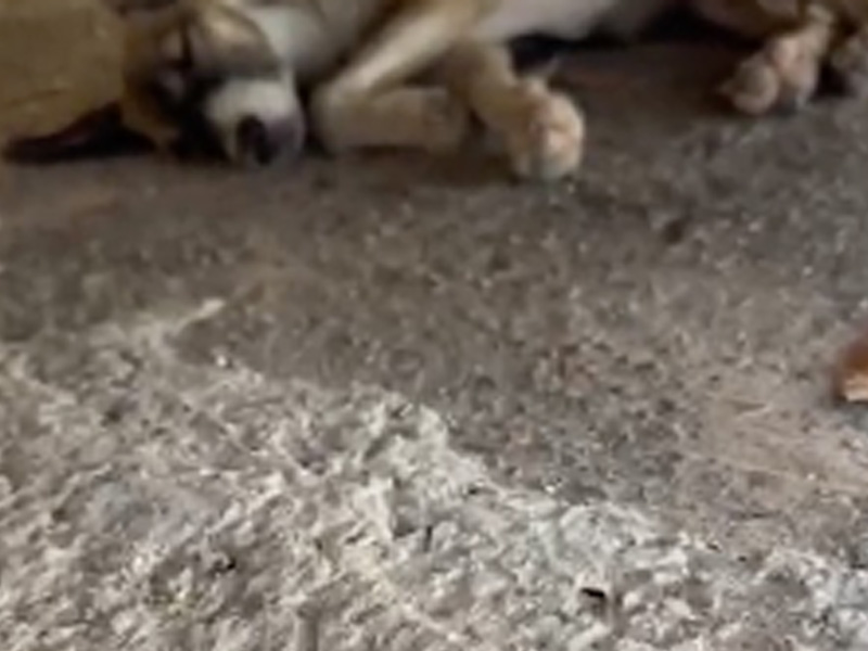 🔴AO VIVO: cão é abandonado com ferimentos e sinais de desnutrição no bairro Novo Juazeiro