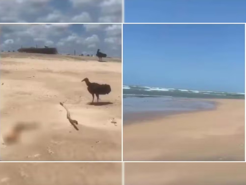 Braço humano é encontrado em praia de Paracuru