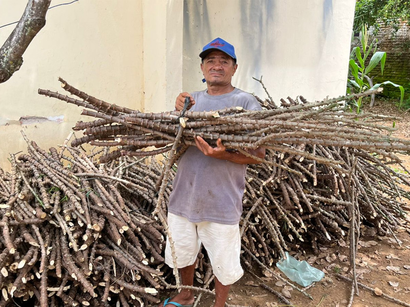 Prefeitura de Potengi inicia distribuição de manivas de macaxeira a agricultores