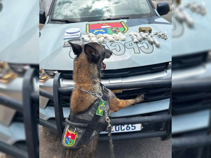 Policiamento com cães da PMCE apreende drogas em imóvel na Região do Cariri