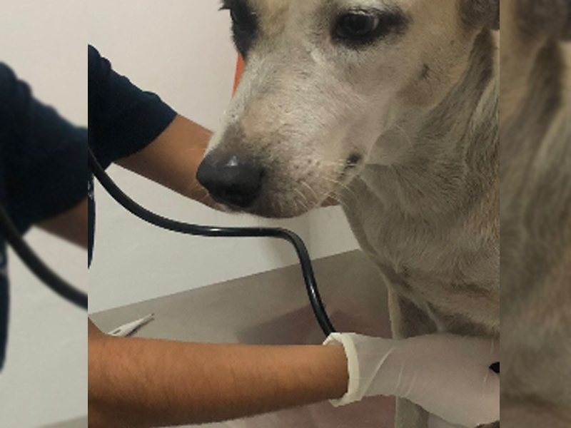 🔴AO VIVO: homem é preso após agredir cadela com pedaço de madeira e feri-la com faca, em Juazeiro do Norte