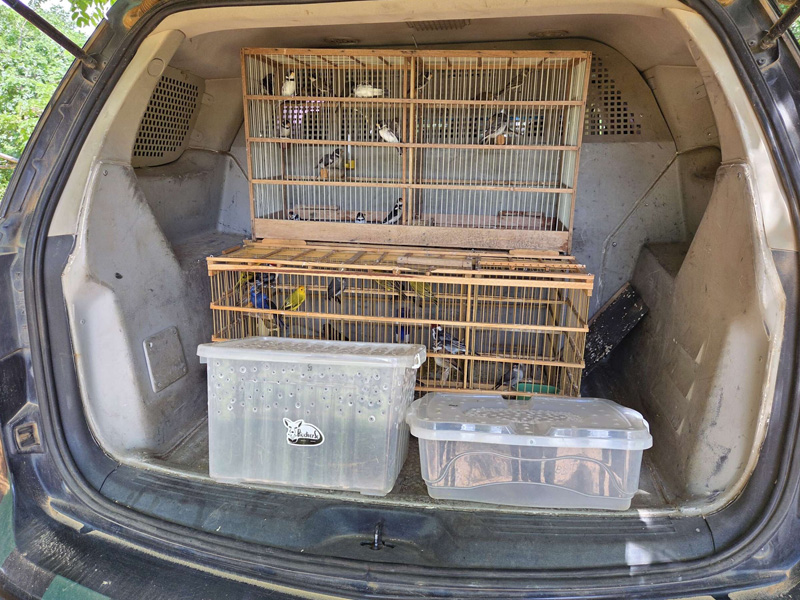 Em ação conjunta, Polícia Militar realiza soltura de 43 animais silvestres em Potengi