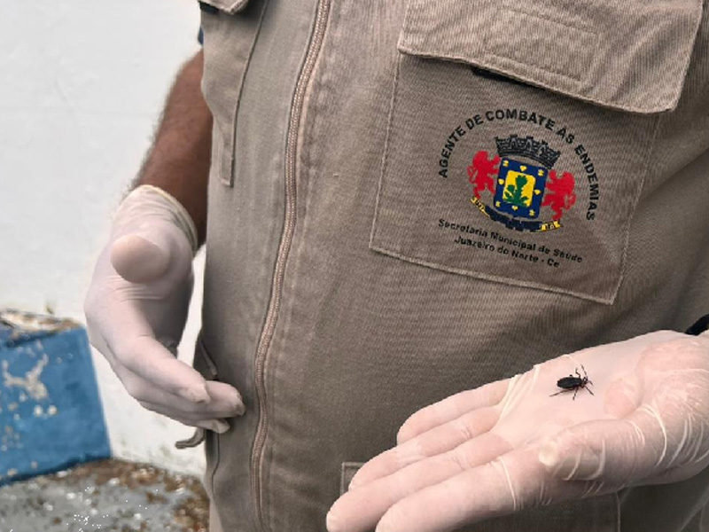 Após denúncias de possível infestação, Juazeiro do Norte descarta presença de barbeiro em residências