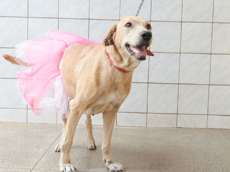 Prefeitura de Juazeiro do Norte realiza evento de adoção de animais neste sábado (18)