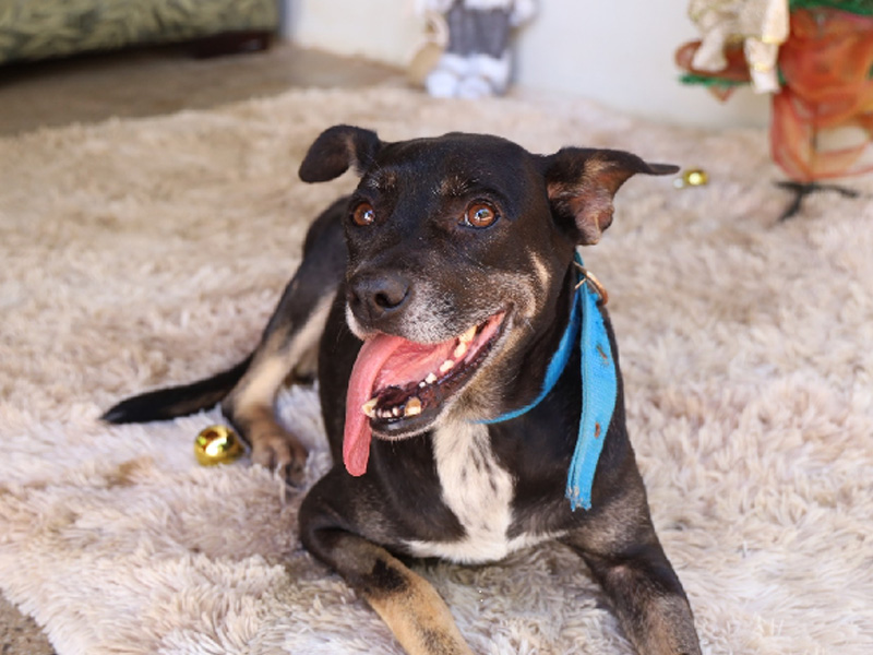 Prefeitura de Juazeiro do Norte vai abrir cadastro para castração gratuita de cães e gatos