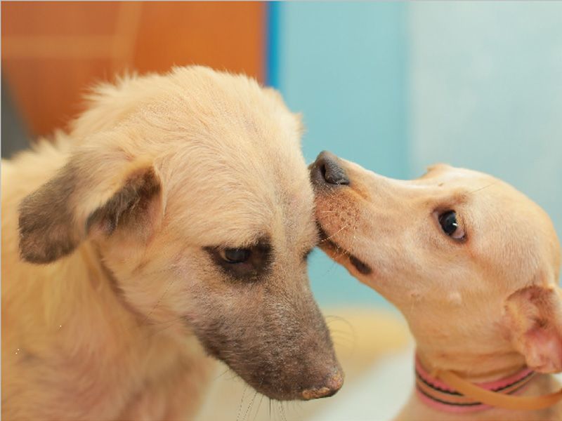 Cadastro para castração gratuita de cães começa nesta segunda-feira (27) em Juazeiro do Norte