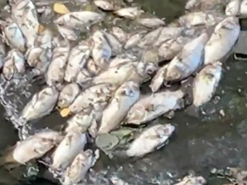 🔴AO VIVO: peixes mortos são encontrados num córrego do Parque das Timbaúbas; Amaju aponta descarte irregular de esgoto como possível causa