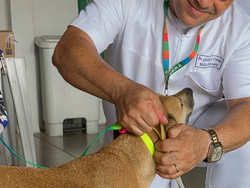 Giro Pet Ceará realiza vacinação e encoleiramento em Juazeiro do Norte e Crato nesta semana