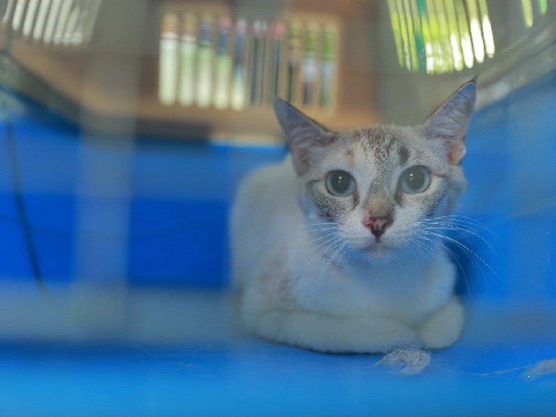 Juazeiro do Norte inicia cadastro para castração de gatos nesta segunda-feira, 11