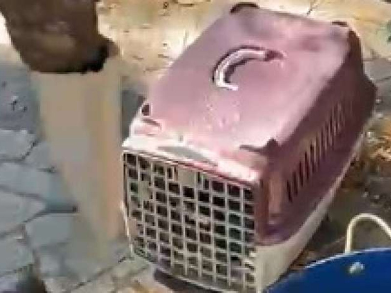 Polícia Militar resgata tamanduá ferido após ataque de cães no Crato